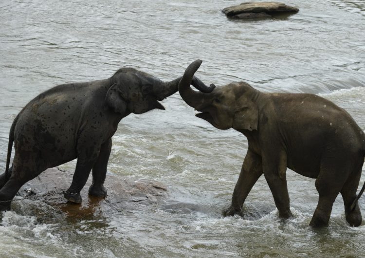 Una rareza: el primer par de elefantes gemelos visto en Sri Lanka.