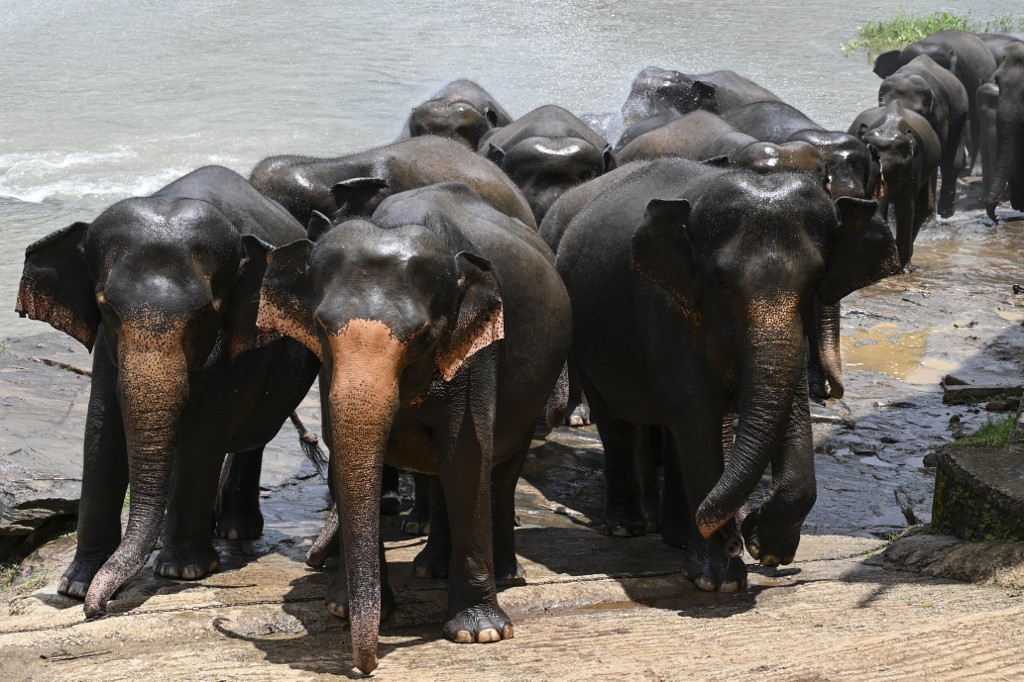 elefantes en su baño diario en un río en Pinnwala, Sri Lanka