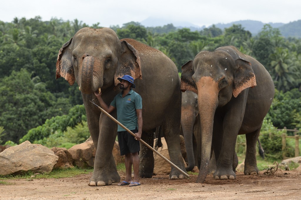 Un cuidador de elefantes en Pinnwala, Sri Lanka