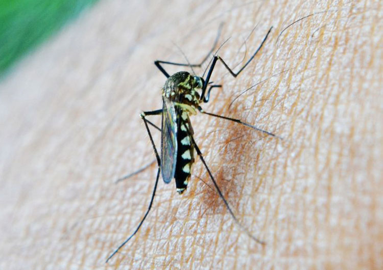 Mosquito de Malaria