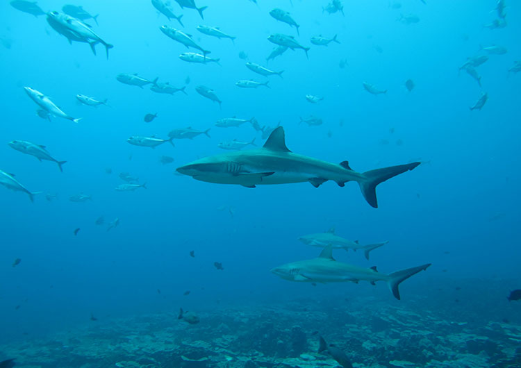 La vida "secreta" de los tiburones: estudio revela sus sorprendentes relaciones sociales