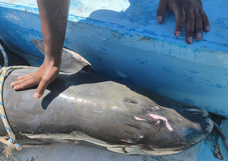 delfín muerto en un bote mientras es llevado a Mahebourg, en Mauricio.