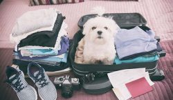 Vacaciones con mascotas: 5 tips para un viaje y estadía…