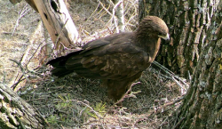 Águilas en peligro de extinción convierten en refugio zona de…