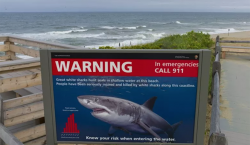 Los ataques de tiburones aumentaron casi un 30 por ciento…