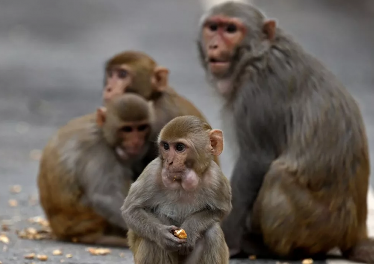 24 monos son hallados sin vida en un pastizal; no se sabe qué les causó la muerte